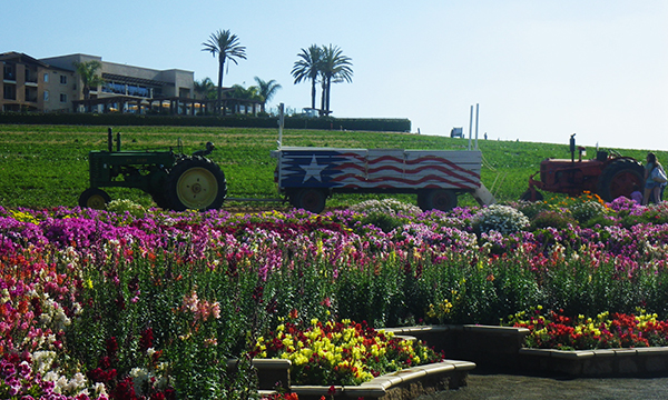 フラワーフィールド　The Flower Fields at Carlsbad Ranch