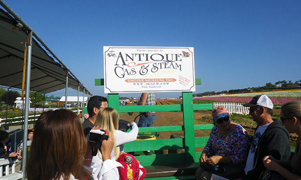 フラワーフィールド　The Flower Fields at Carlsbad Ranch