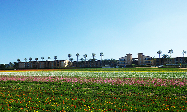 フラワーフィールド　The Flower Fields at Carlsbad Ranch