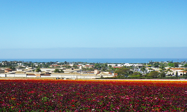 フラワーフィールド　The Flower Fields at Carlsbad Ranch