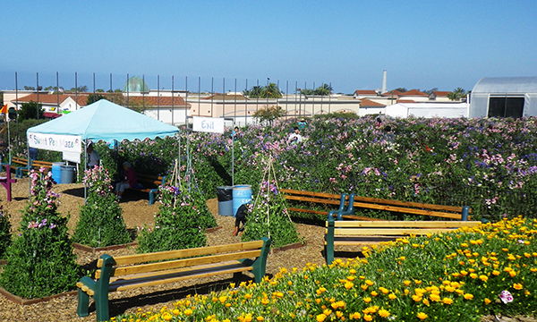 フラワーフィールド　The Flower Fields at Carlsbad Ranch