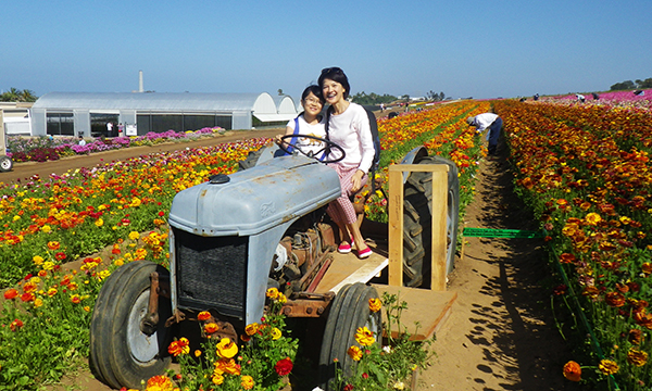 フラワーフィールド　The Flower Fields at Carlsbad Ranch