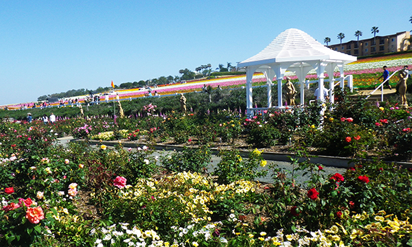 フラワーフィールド　The Flower Fields at Carlsbad Ranch