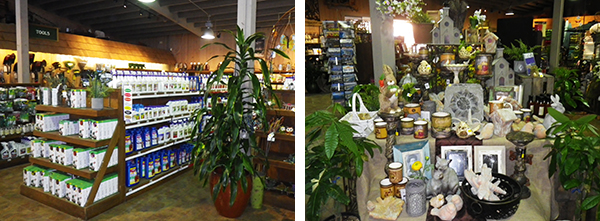 フラワーフィールド　The Flower Fields at Carlsbad Ranch