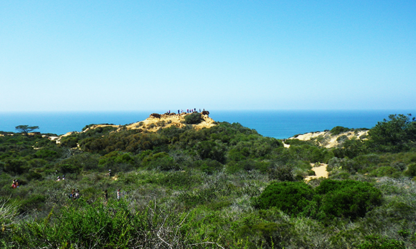 トーリー・パインズ・ステート保護区 Torrey Pines State Natural Reserve