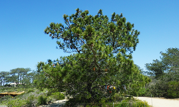 トーリー・パインズ・ステート保護区 Torrey Pines State Natural Reserve
