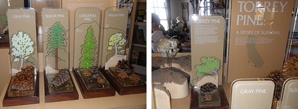 トーリー・パインズ・ステート保護区 Torrey Pines State Natural Reserve