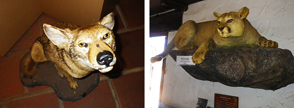 トーリー・パインズ・ステート保護区 Torrey Pines State Natural Reserve