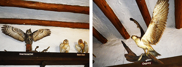 トーリー・パインズ・ステート保護区 Torrey Pines State Natural Reserve