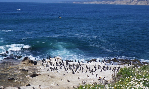 ラ ホヤ コーヴ　La Jolla Cove