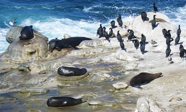 ラ ホヤ コーヴ　La Jolla Cove