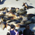 ラ ホヤ コーヴ　La Jolla Cove