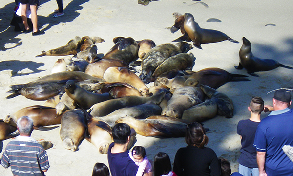 ラ ホヤ コーヴ　La Jolla Cove