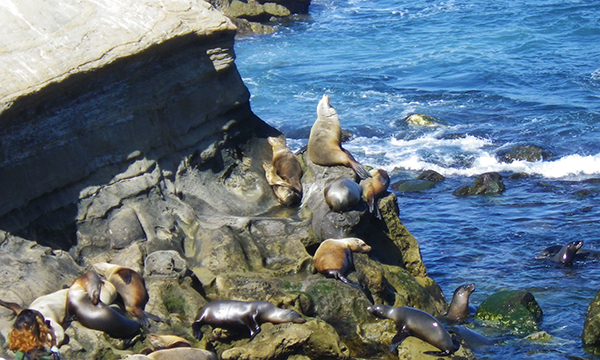 ラ ホヤ コーヴ　La Jolla Cove