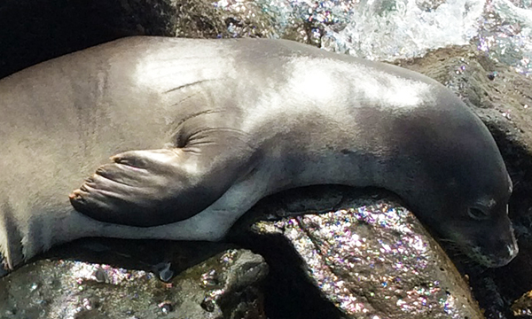 ラ ホヤ コーヴ　La Jolla Cove