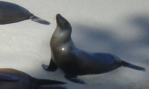 ラ ホヤ コーヴ　La Jolla Cove