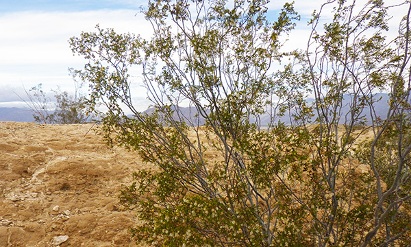 Creosote Bush