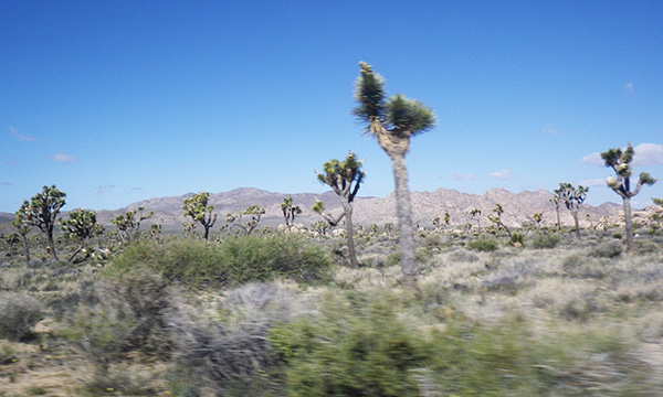 ジョシュアツリー国立公園　Joshua Tree National Park