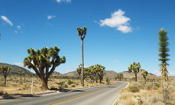 最も高いジョシュア ツリー