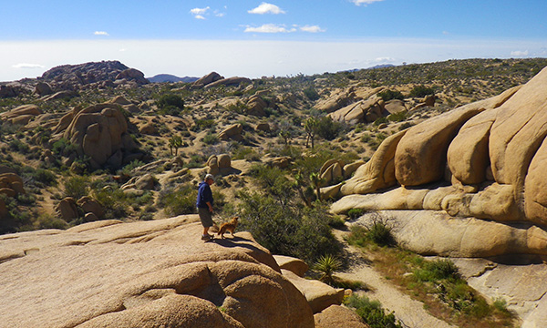 ジョシュアツリー国立公園　Joshua Tree National Park