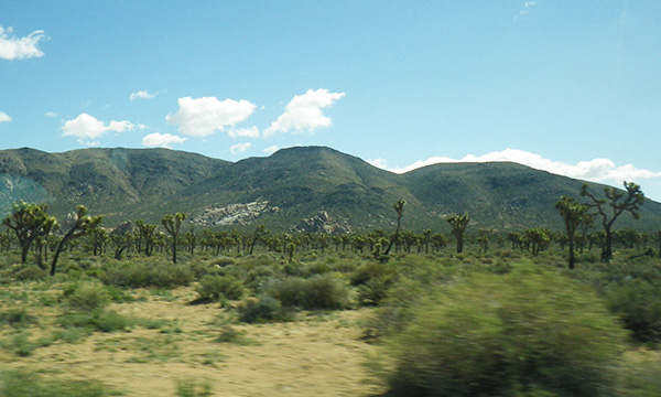 ジョシュアツリーの林