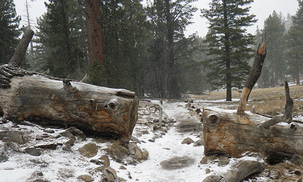 サンジャシント山州立公園　Mount San Jacinto State Park