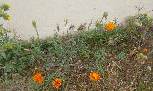 アンテロープ・バレー・カリフォルニア・ポピー保護区