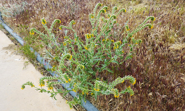 アンテロープ・バレー・カリフォルニア・ポピー保護区