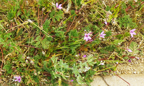 アンテロープ・バレー・カリフォルニア・ポピー保護区