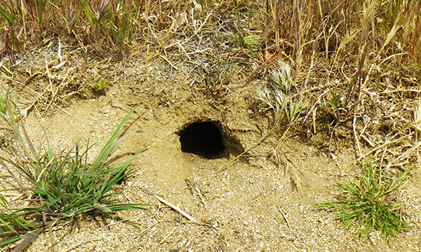 アンテロープ・バレー・カリフォルニア・ポピー保護区