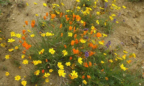 エリザベス・レイク付近でカリフォルニア・ポピー