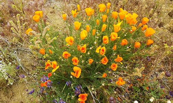 エリザベス・レイク付近でカリフォルニア・ポピー