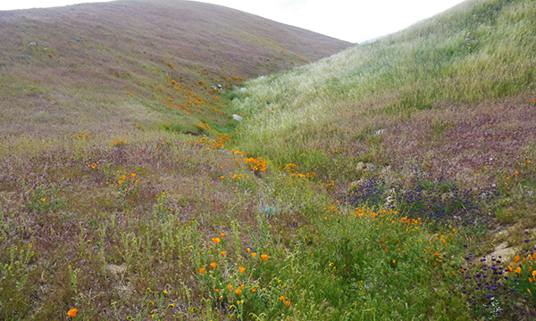エリザベス・レイク付近でカリフォルニア・ポピー