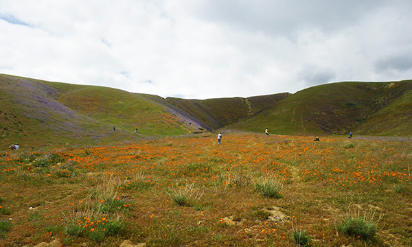 エリザベス・レイク付近でカリフォルニア・ポピー
