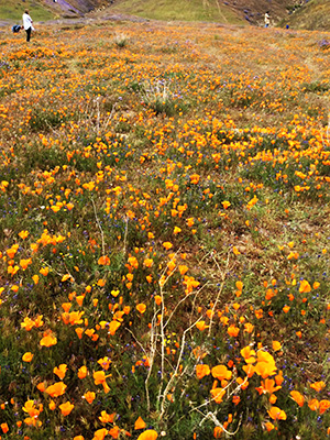 エリザベス・レイク付近でカリフォルニア・ポピー