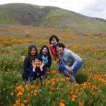 エリザベス・レイク付近でカリフォルニア・ポピー