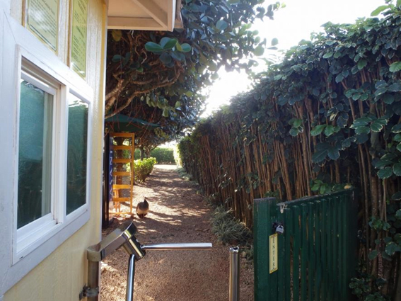 ハネムーンでレンタカードライブ　オアフ島 ノースショア編