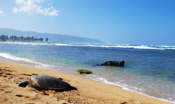 ビッグウェイブを見に！
