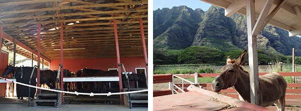 オアフ島東海岸編