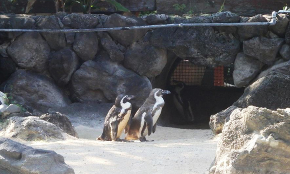 アクティビティをはしご編