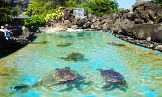 アクティビティをはしご編