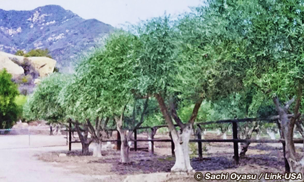 オーハイのメディテーション・マウンテンなどを巡る