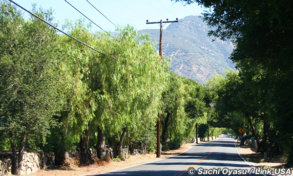 オーハイ オリーブオイル カンパニーへ続く道