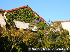 サンタ・バーバラ　地中海にあるような美しい街へ走る