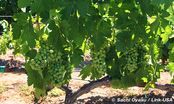 South Coast Winery Resort and Spa, Temecula