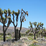 ジョシュアツリー国立公園の中を走る