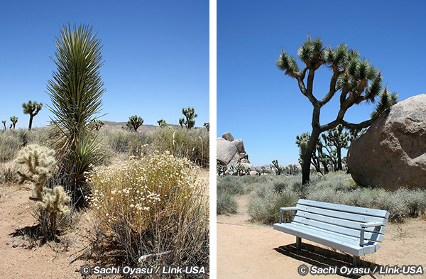 ジョシュアツリー国立公園の中を走る
