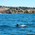 ダナポイント　カリフォルニアの海へ出る