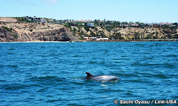 ダナポイント　カリフォルニアの海へ出る