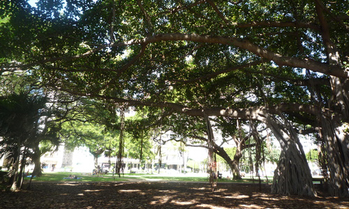 カピオラニ公園